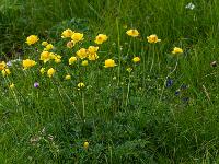 Ansammlung von Trollblumen